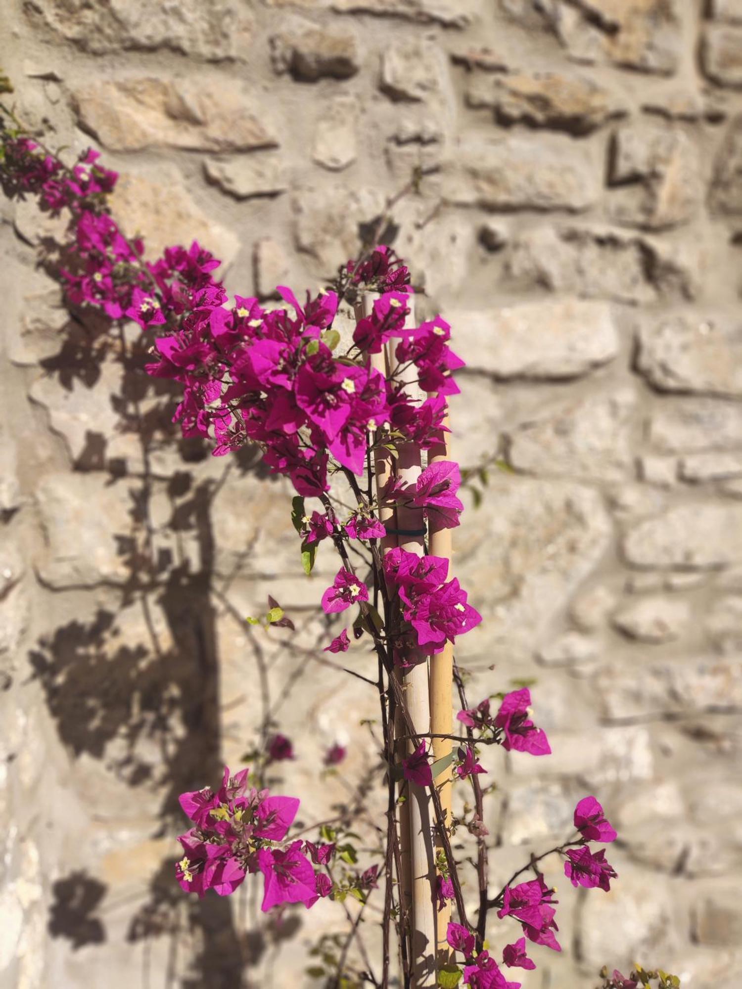 Pyrgi Cretan Living & Spa Pirgos  Eksteriør billede